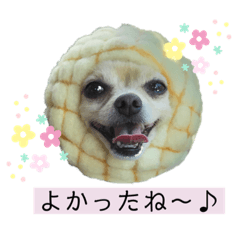 [LINEスタンプ] ミックス犬、小太郎のスタンプ 3