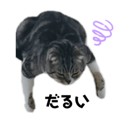 [LINEスタンプ] シュールなニャーコ