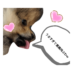 [LINEスタンプ] ポメラニアンの日常喜怒哀楽！