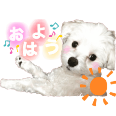 [LINEスタンプ] マルプーポーちゃん日常スタンプ