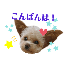 [LINEスタンプ] またまたモカちゃん日記