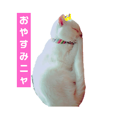 [LINEスタンプ] 白猫“おやた”と仲間のスタンプ