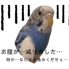 [LINEスタンプ] 日常の癒しそらちゃんスタンプ第二弾！