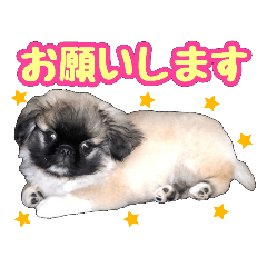 [LINEスタンプ] ペキニーズ★レオン