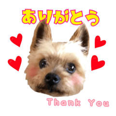 [LINEスタンプ] 我が家のぶろちん2