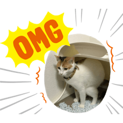 [LINEスタンプ] 春田さん家のねこ