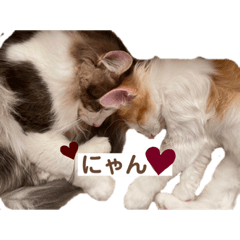 [LINEスタンプ] ヴェルにゃん3