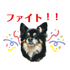 [LINEスタンプ] チワワのショコラスタンプ