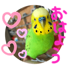 [LINEスタンプ] セキセイインコのぽぽたろさん