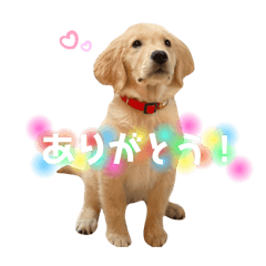 [LINEスタンプ] ゴールデンレトリバーのるな