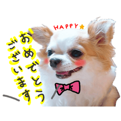 [LINEスタンプ] チワワの敬語スタンプ♡