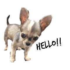 [LINEスタンプ] チワワのラテちゃん シンプル