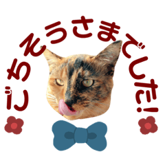 [LINEスタンプ] サビ猫のちゃこ3！