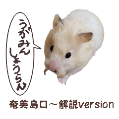 [LINEスタンプ] ハムスターのきゅうちゃん～奄美島口解説編