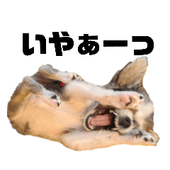 [LINEスタンプ] チワワ 心の声
