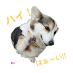[LINEスタンプ] コーギー×40