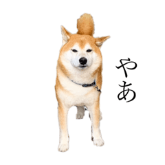 [LINEスタンプ] 柴犬善さん