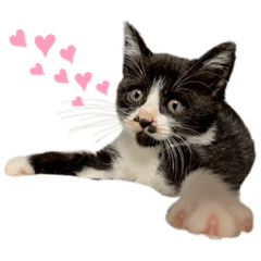 [LINEスタンプ] 黒白猫ハチワレうにめろちゃん