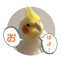 [LINEスタンプ] インコのスタンプ《その2》