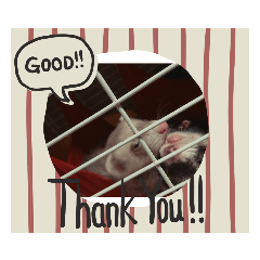 [LINEスタンプ] 癒し動物～猫、フクロモモンガ、フェレット