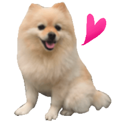 [LINEスタンプ] ポメラニアンのマロ その2