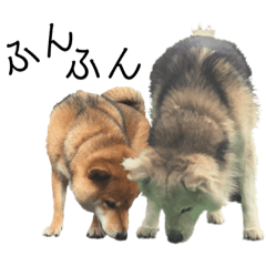 [LINEスタンプ] 雑種犬タローと柴犬ハナの凸凹な毎日