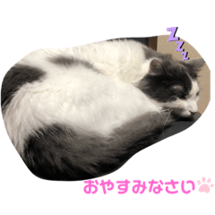 [LINEスタンプ] じるたそじるたそじるたそ