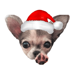 [LINEスタンプ] クリスマス チワワのラテちゃん