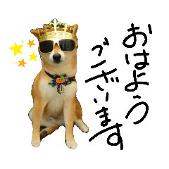 [LINEスタンプ] 柴犬の大和くんスタンプ