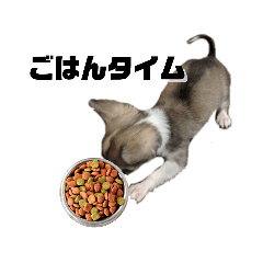 [LINEスタンプ] チワワのラテちゃん おもしろ2