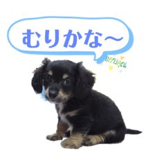 [LINEスタンプ] いつも一緒！チワックス(3)