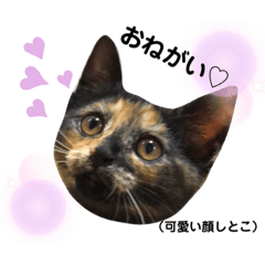 [LINEスタンプ] あんこ！！