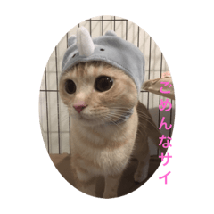 [LINEスタンプ] わがやのねこさん。