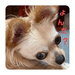 [LINEスタンプ] ゆりんかのチワわんこ3