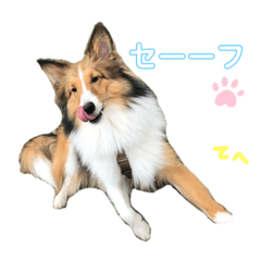 [LINEスタンプ] シェルティのニコニコスタンプ②