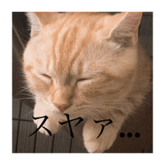 [LINEスタンプ] えらそうなおもち