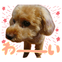 [LINEスタンプ] 今日のぷーちょ