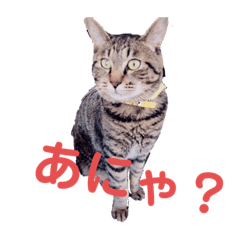 [LINEスタンプ] ペケにゃん5