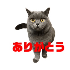 [LINEスタンプ] かつおプレミアムvo.01
