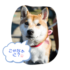 [LINEスタンプ] 柴犬 しんのすけの日常
