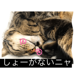 [LINEスタンプ] ネコ フォルダ