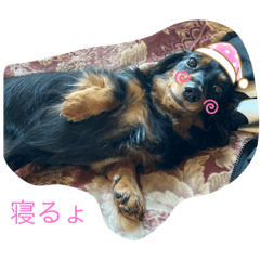 [LINEスタンプ] ダックスファミリー☆5