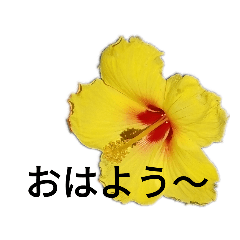 [LINEスタンプ] cute かわいいスタンプ