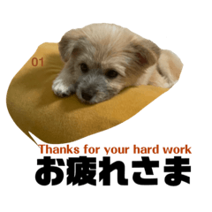 [LINEスタンプ] 我が家のハーフ犬ポメチ④
