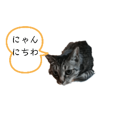 [LINEスタンプ] ねこでごじゃいます