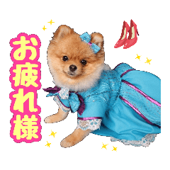 [LINEスタンプ] ポメラニアン★ポロン