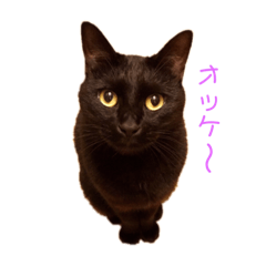 [LINEスタンプ] チョコ(=^ェ^=)