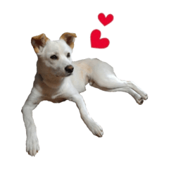 [LINEスタンプ] 愛犬ぴーすけⅢ