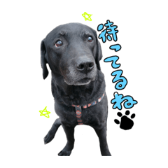 [LINEスタンプ] たまズ