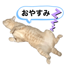 [LINEスタンプ] ニャンコハウス